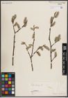 Foto von Salix caprea L.